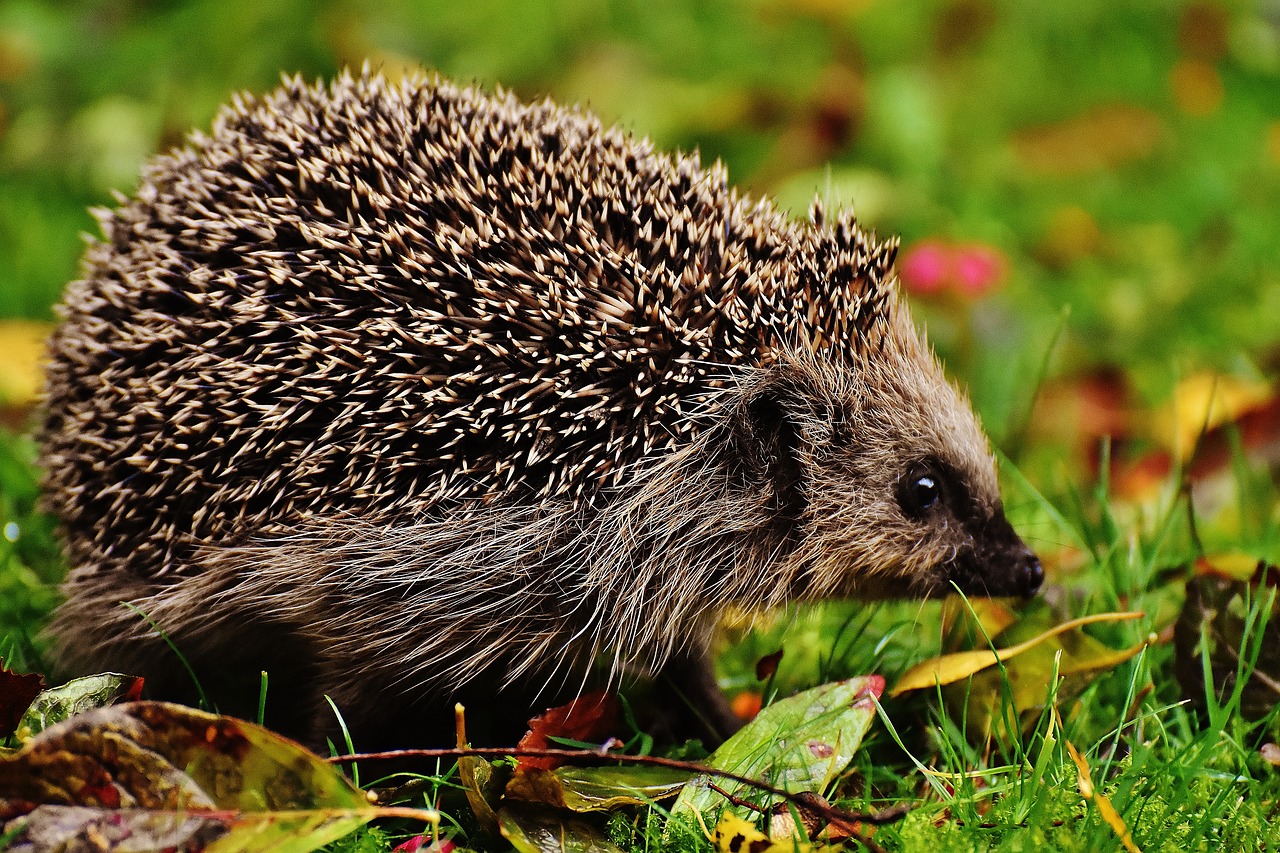 hedgehog child 1759010 1280