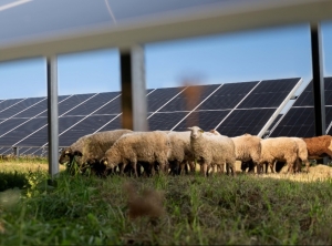 Pivovar Šariš bude brať elektrinu zo solárneho parku, o údržbu trávy sa v ňom postarajú ovce