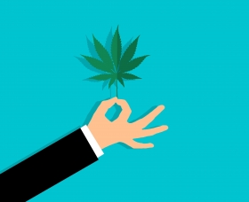 Pozor na dvojit&uacute; kvalitu konope, varuj&uacute; česk&iacute; odborn&iacute;ci