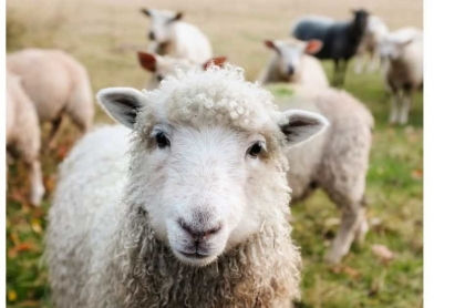 Digitálny bača Made in Slovakia a začipované ovce