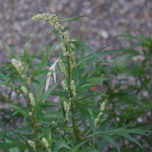 Palina obyčajná (černobyľ alpský; Artemisia vulgaris)
